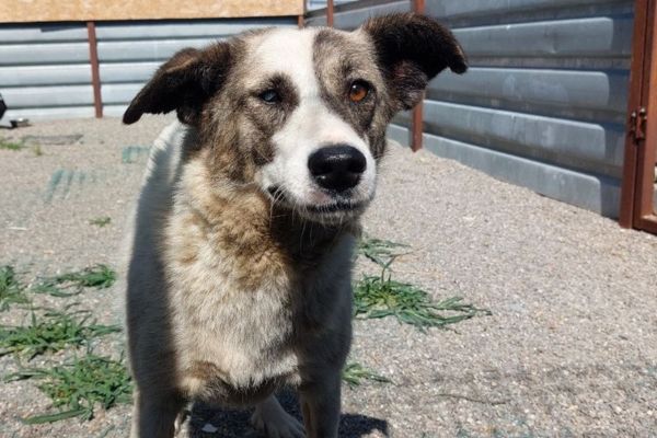 Ronja schaut aufmerksam.