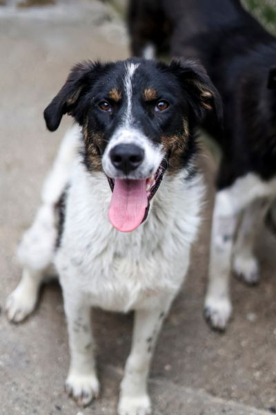 Hund schaut mit heraushängender Zunge in die Kamera
