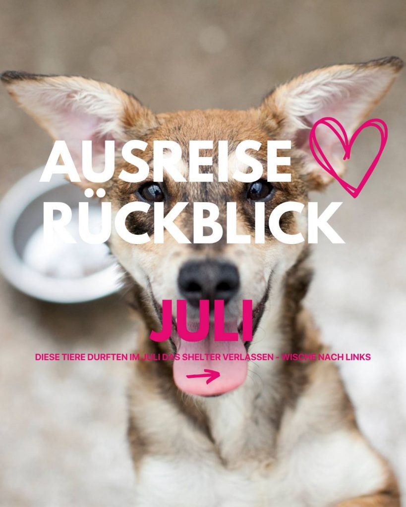 Ausreise-Rueckblick-Juli-01-2026-Hunderettung-Europa