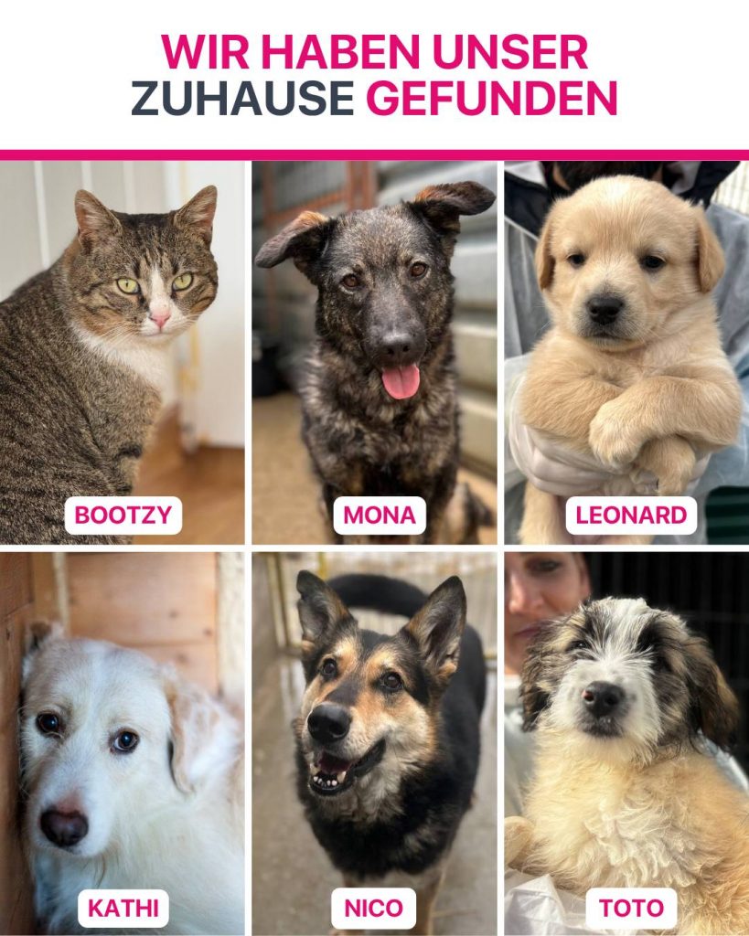 Ausreise-Rueckblick-Juli-04-2026-Hunderettung-Europa