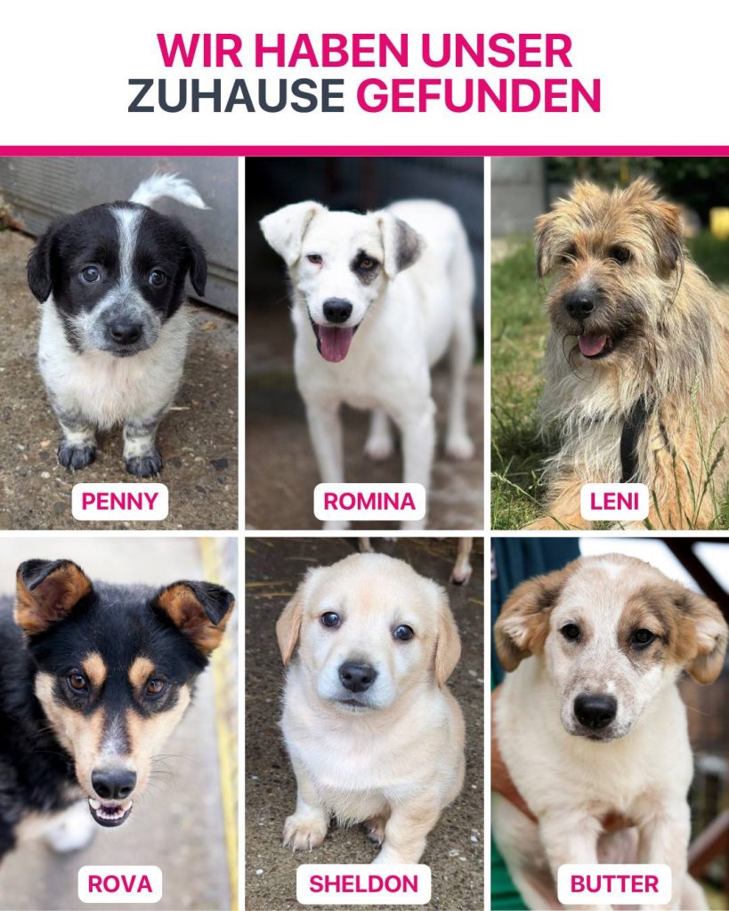 Ausreise-Rueckblick-Juli-06-2026-Hunderettung-Europa