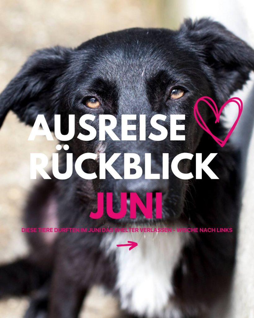 Ausreise-Rueckblick-Juni-01-2026-Hunderettung-Europa
