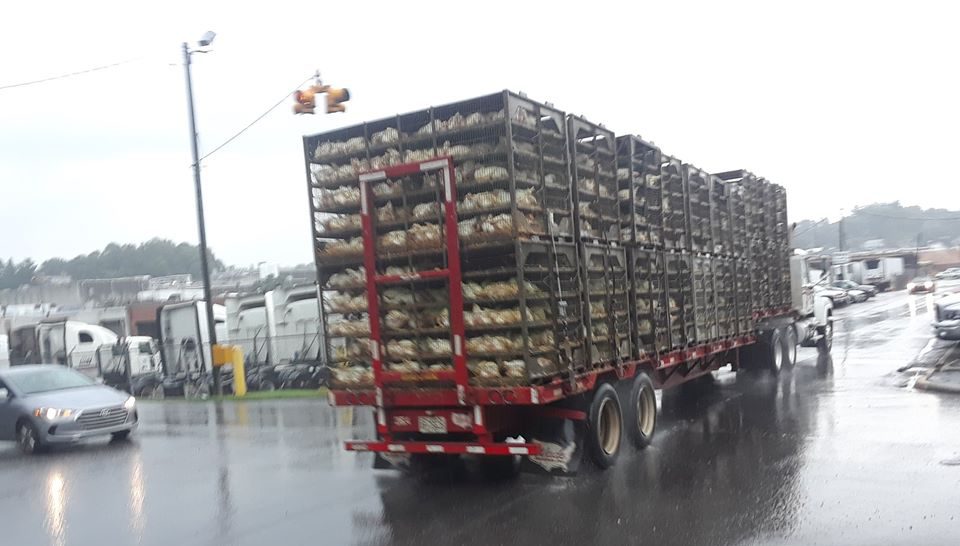 Tiertransport mit Hühnern, die zum Schlachter gefahren werden