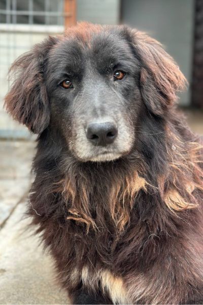 Floofer schaut in die Kamera