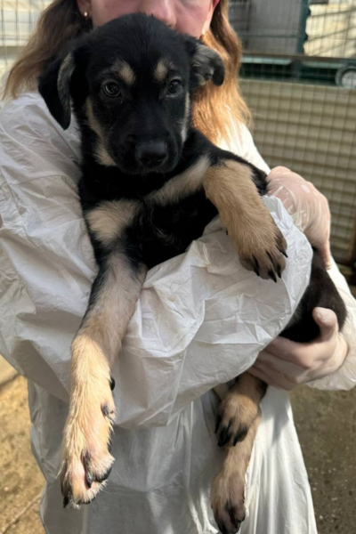 Hund bei einer Frau auf dem Arm
