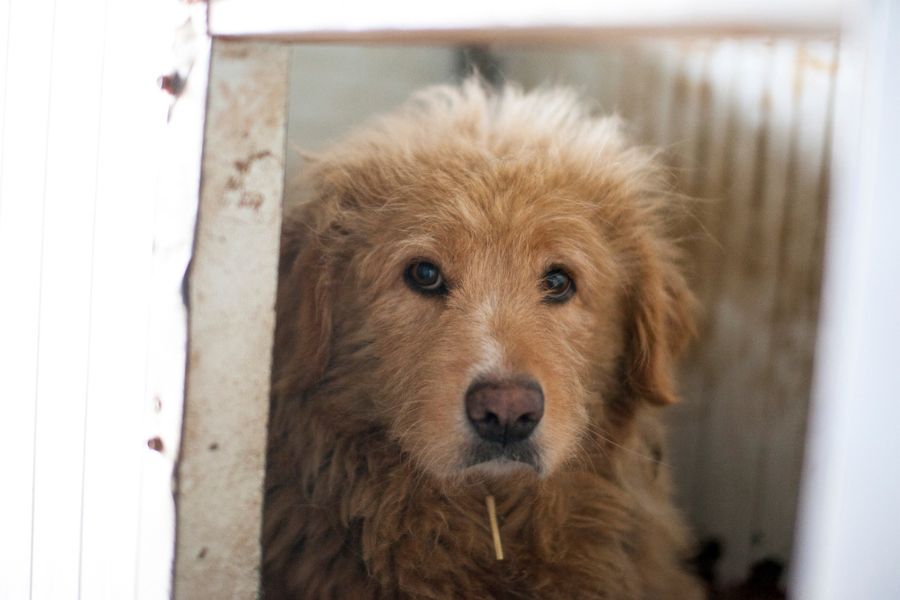 Hündin Lara mit langem Fell in einer Hundehütte