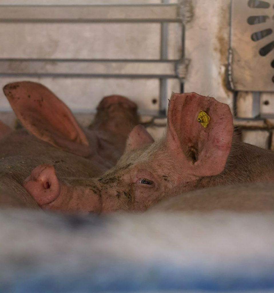 Schwein im Tiertransporter