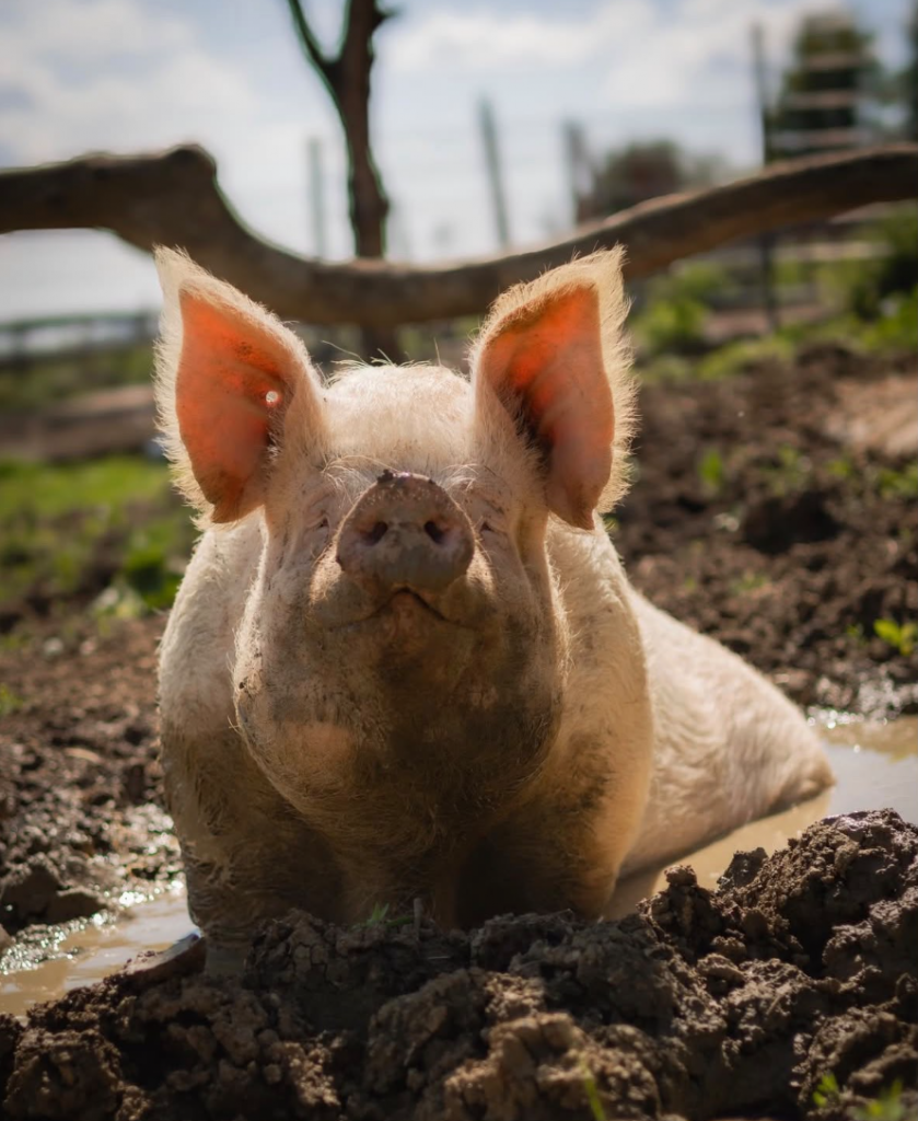 Schwein in Suhle_Quelle: der votograf (instagram)