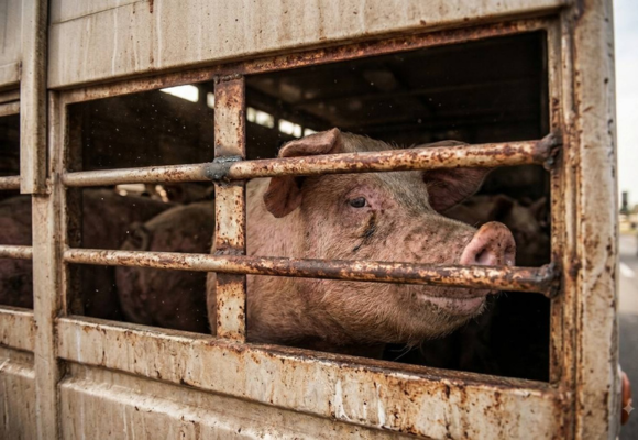 Schwein im Tiertransporter