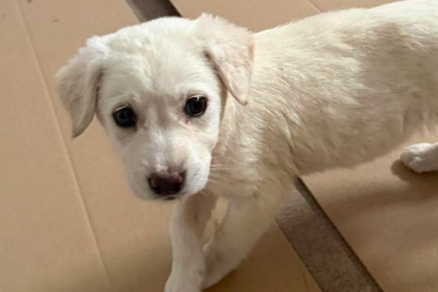 Welpenmädchen Snowie auf einer Pappunterlage