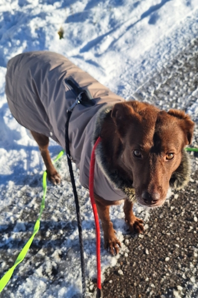 Brauner Hund mit Decke steht auf beschneitem Weg.