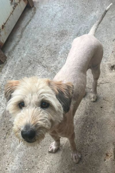 Ganzkörperaufnahme von oben eines beigen Hundes mit rasiertem Fell