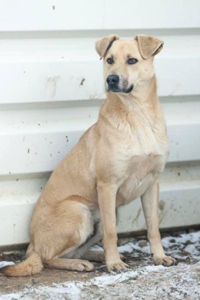 Rüde Dexter sitzt an der Wand und schaut zur Seite.