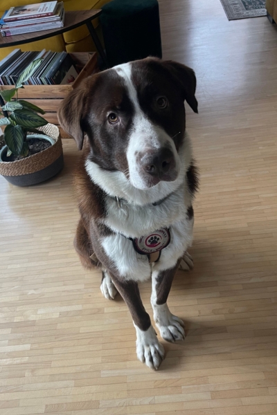 Brauner Hund mit weißem Latz sitzt auf beigem Fußboden.