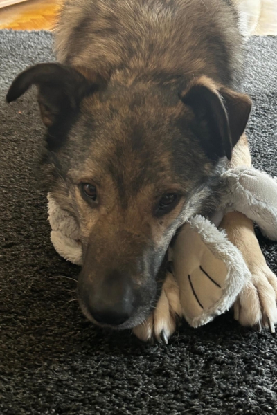 Grau-schwarzer Hund liegt mit Kuscheltier zwischen Pfoten auf einem Teppich.