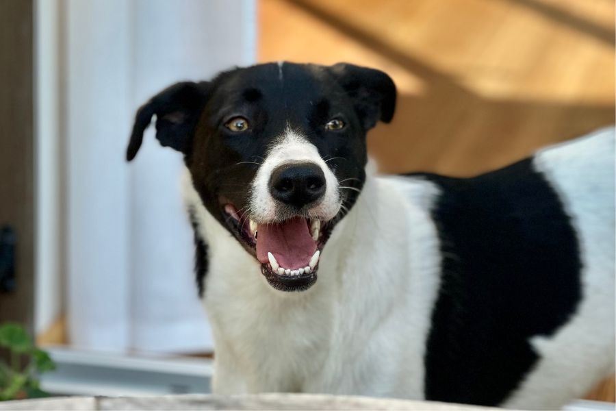 Schwarz-weißer Hund schaut mit offenen Mund und leichtem Lächeln in die Kamera.