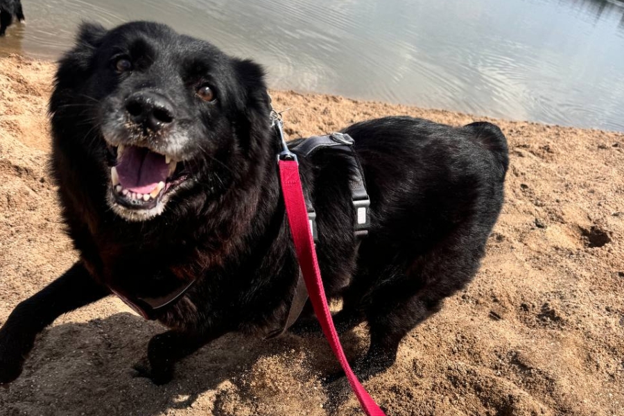 Schwarzer Hund tobt mit freudigem Gesicht im Sand.