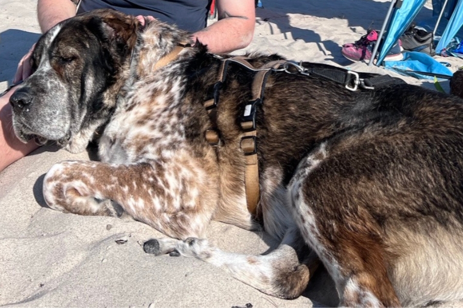 Großer, überwiegend dunkelbrauner Hund liegt im Sand