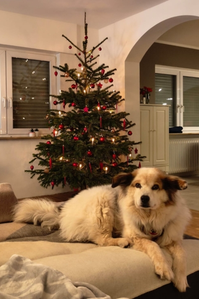 Helle Hündin liegt vor einem Weihnachtsbaum