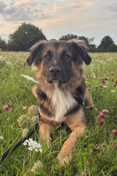 Rüde Simba liegt auf einer Blumenwiese