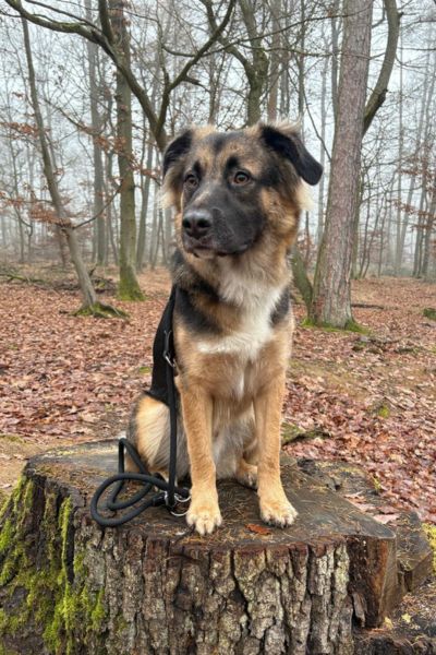 Rüde Simba sitzt auf einem Baumstumpf im Wald
