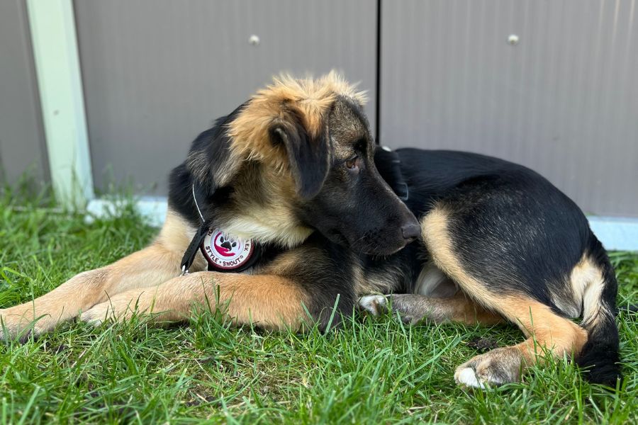 Rüde Simba als Welpe