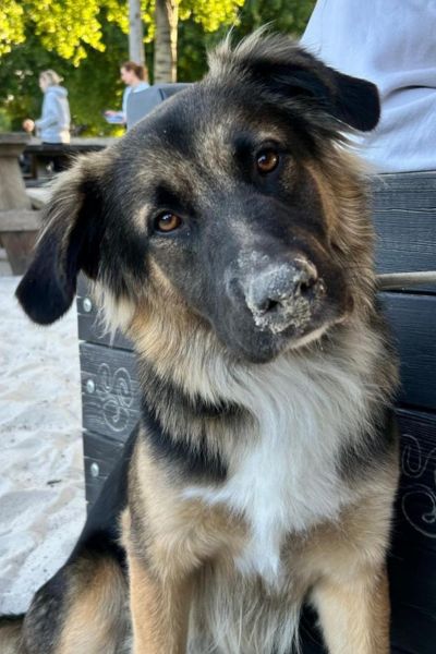 Rüde Simba schaut mit leicht schief gelegtem Kopf in die Kamera