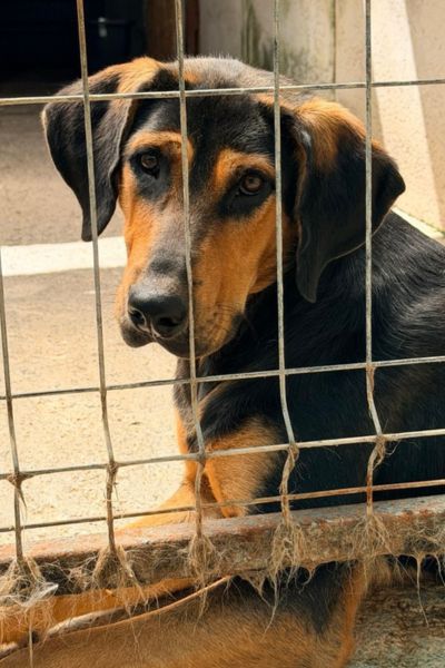 Schwarzbrauner Rüde liegt vir den Guttern und schaut mit schräg geneigtem Kopf und aufgereichteten Ohren in die Kamera