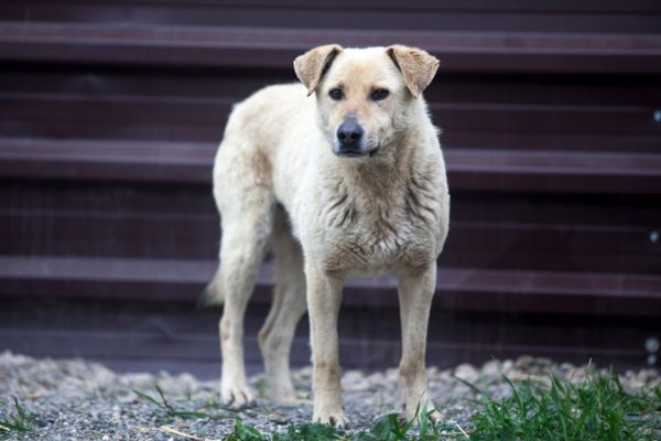 Rüde Dexter steht in seinem Kennel und schaut zur Seite.