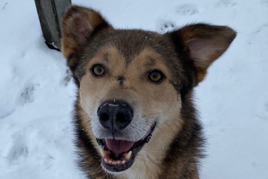 Hellbraunes Hundegesicht mit Lächeln