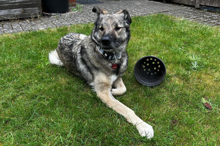 Dunkler Hund mit weißen Beinen liegt auf grüner Wiese.