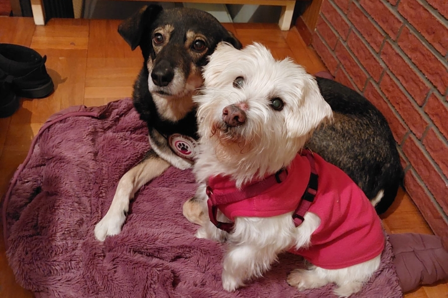 Weißer Hund mit roter Jacke im Vordergrund und dahinter schwarzer Hund. Beide sitzen auf dunkelroter Decke