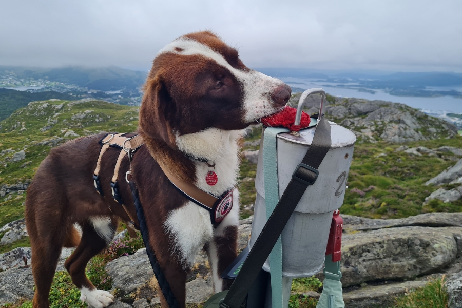 Brauner Hund mit weißem Latz steht auf einem Berg und schnüffelt an einer Metallkanne