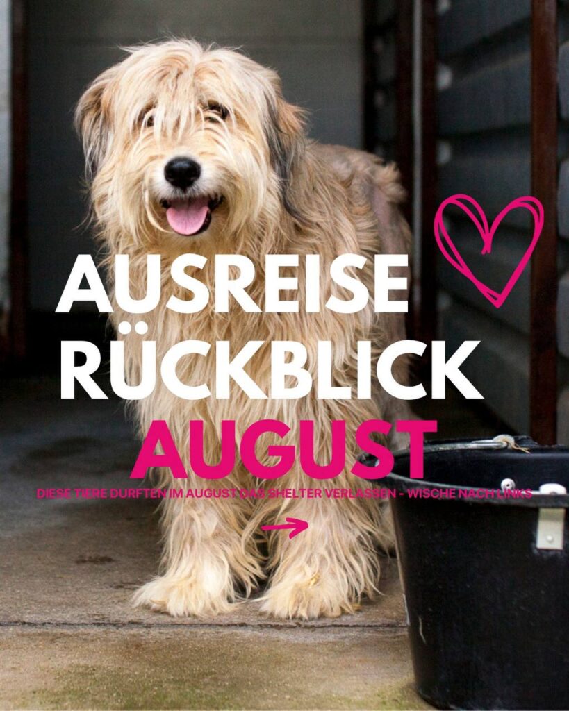 Ausreise-Rueckblick-August-01-2026-Hunderettung-Europa