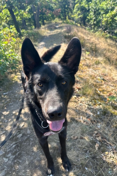 Schwarzer Hund schaut mit herausgestreckter Zunge in die Kamera.