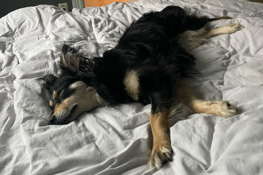 Schwarzer Hund mit hellbraunen Pfoten liegt ausgestreckt auf einer Decke.