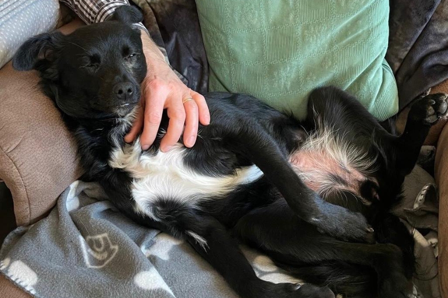 Schwarzer Hund mit weißem Bauch liegt auf dem Rücken und wird gestreichelt.