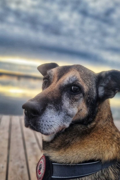 Hund schaut treu in die Kamera.