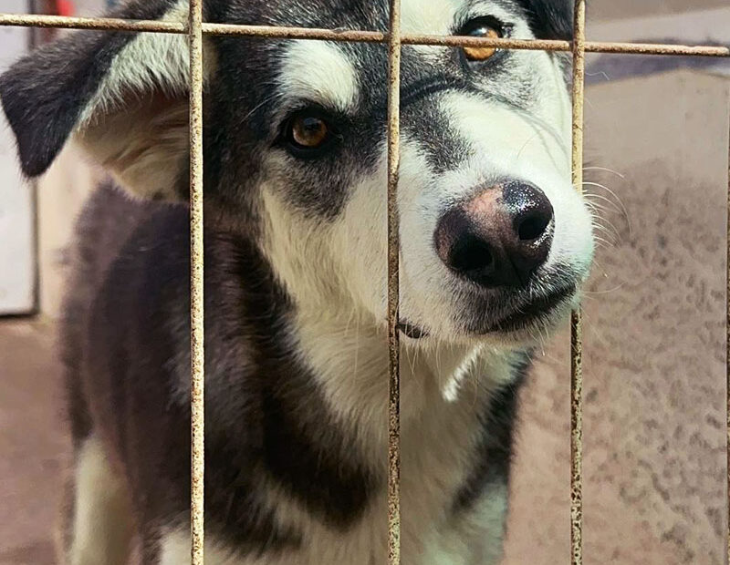 Fenrir schaut mit geneigtem Blick durch sein Gitter