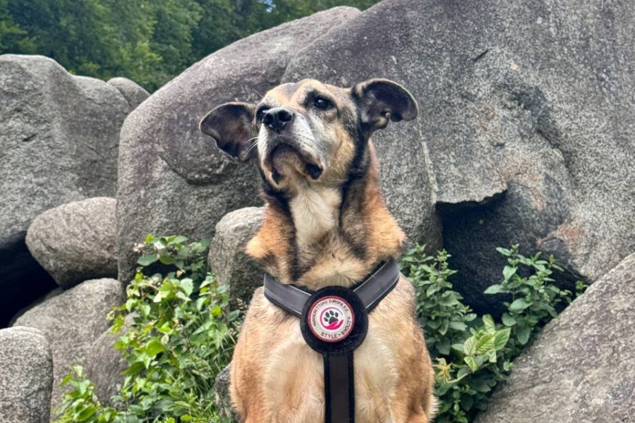 Hund sitzt vor großen Steinen und schaut erhaben.