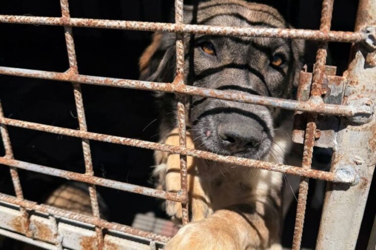 toetung-rettung-rumaenien-tierschutz-hunderettung-europa