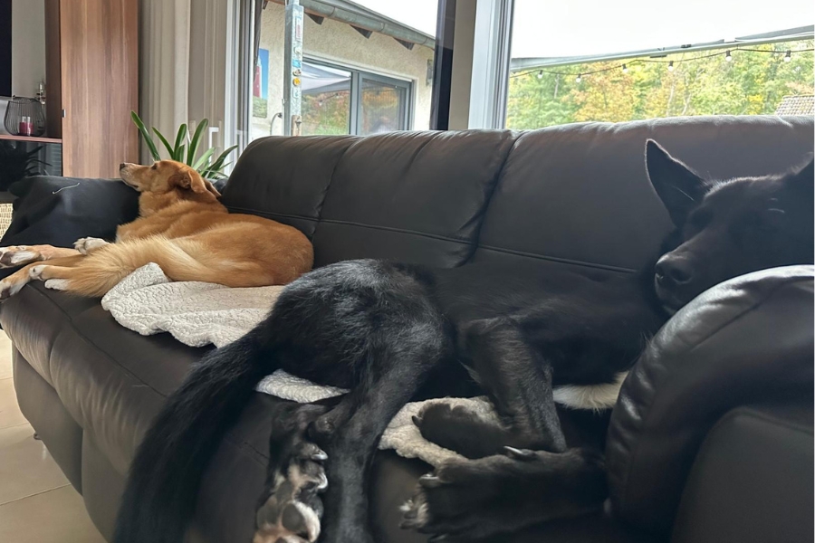 Zwei Hunde liegen auf einer Couch