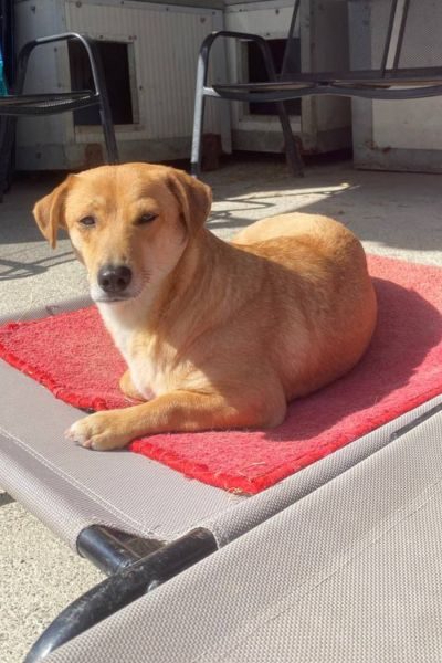 Braune Hündin Maggy liegt im Tierheim auf einer erhöhten Liegefläche in der Sonne