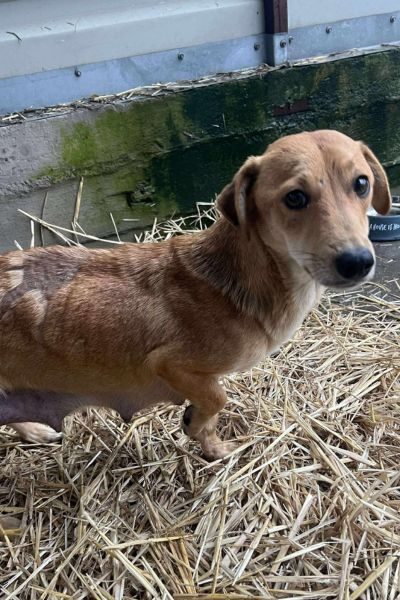 Braune Hündin steht im Tierheim auf Stroh und schaut in die Kamera.