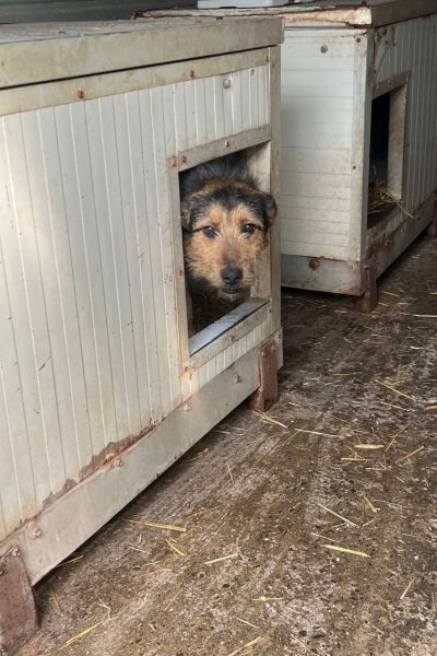 nuuki schaut neugierig aus seinem Häuschen