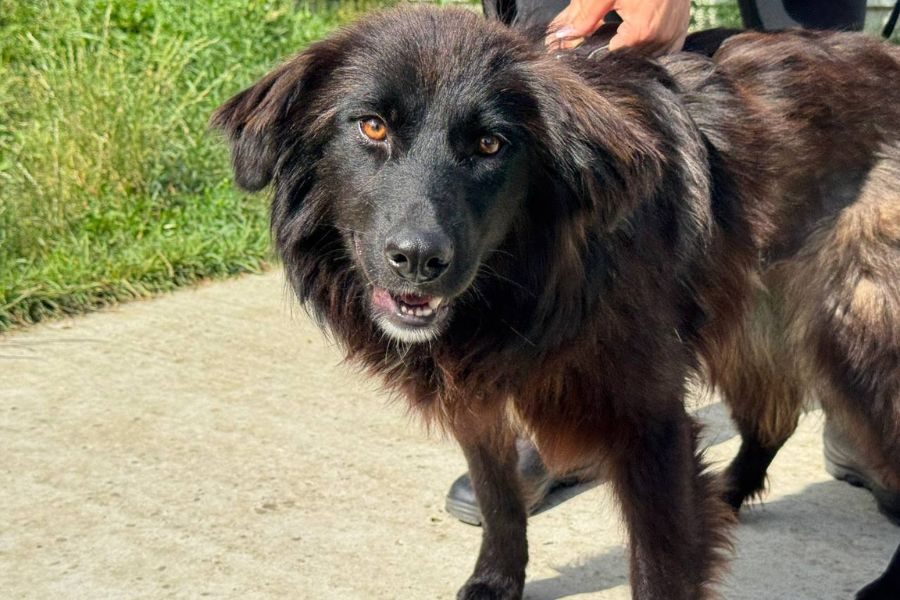 Schwarze Hündin Aimy mit Geschirr
