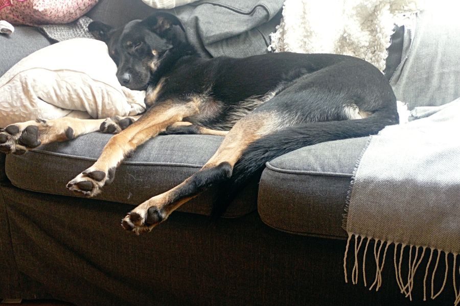 Hund liegt auf der Couch und schläft