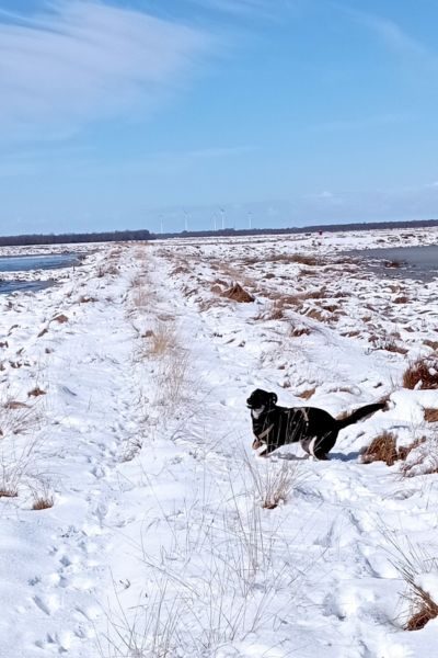 Schwarzer Hund im Schnee