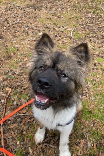 Hund sitzt auf dem Boden und schaut hoch