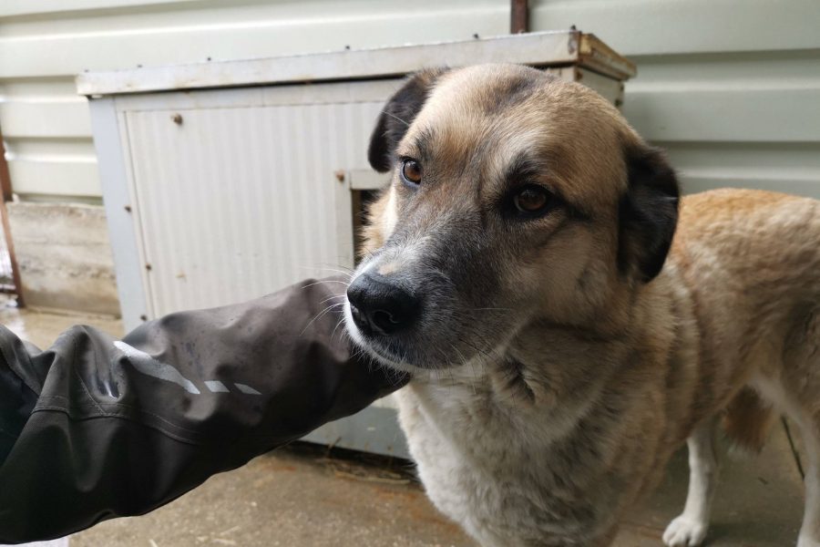 Hund mit hellbraunem Fell lässt sich streicheln.